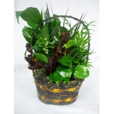 Dish Garden in a Basket